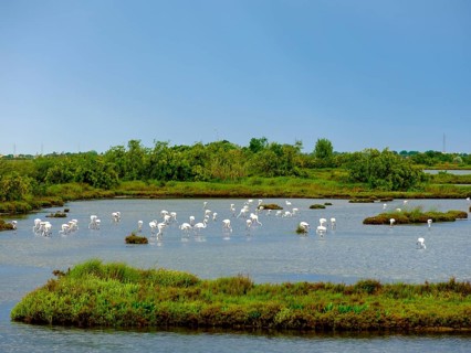 Flamingos