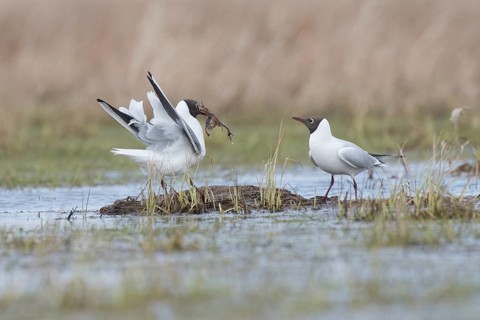 Black-headed gull