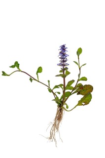 Blue bugle