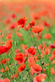 Poppies