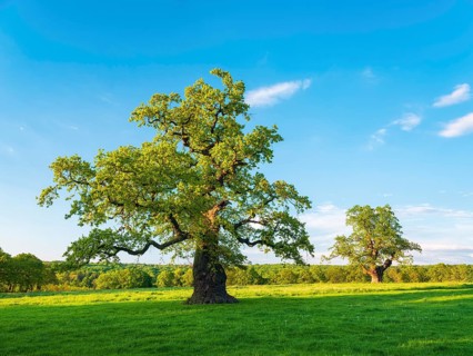 Meadow with old gnarled solitary oaks