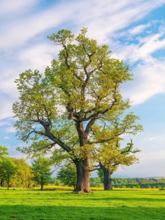 Meadow with old gnarled solitary oaks