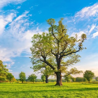 Meadow with old gnarled solitary oaks
