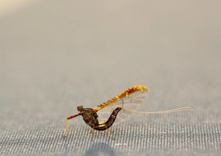 Mayfly