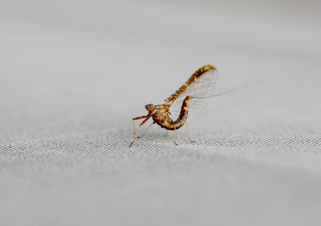 Mayfly