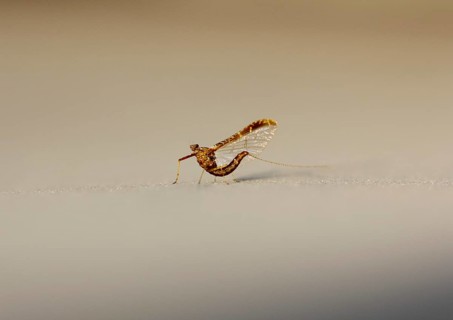 Mayfly