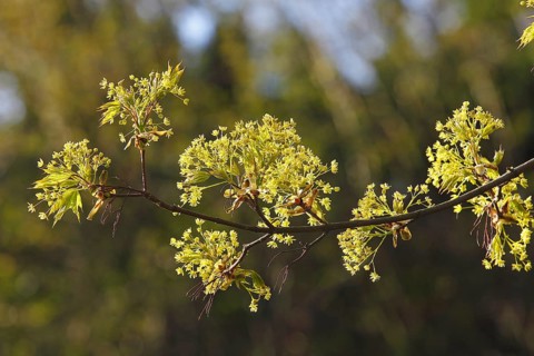 Maple