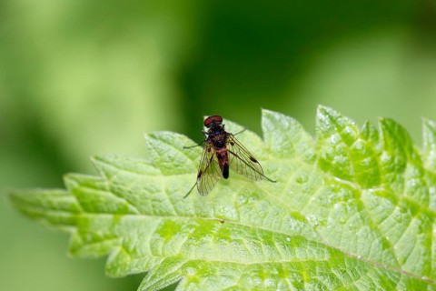 Chrysopilus cristatus