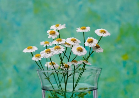 Feverfew