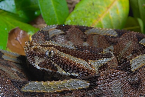 Butterfly viper