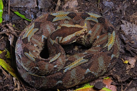Butterfly viper