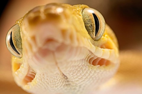 Amazon tree boa