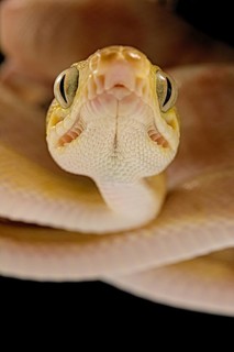 Amazon tree boa