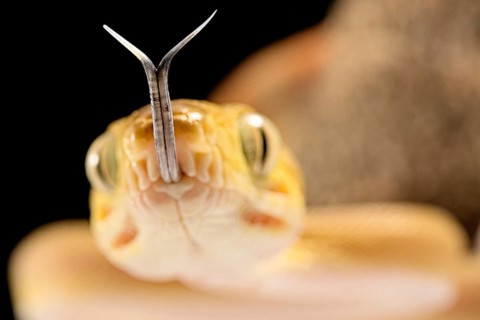 Amazon tree boa