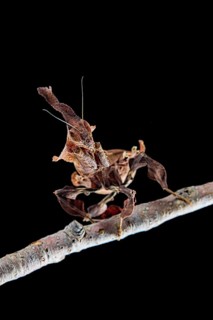 Gosht Mantis