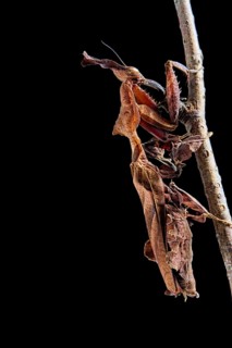 Gosht Mantis