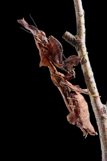 Gosht Mantis
