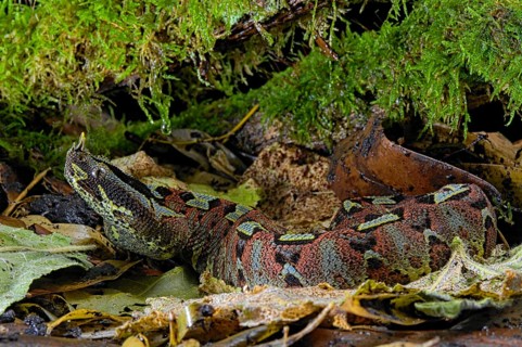 Arrowhead Viper