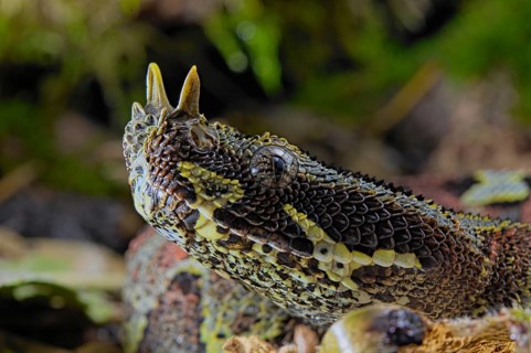 Arrowhead Viper