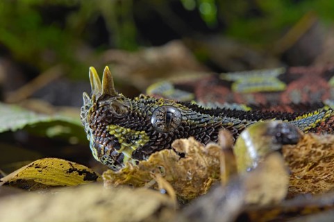 Arrowhead Viper