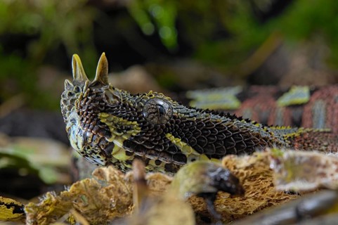 Arrowhead Viper