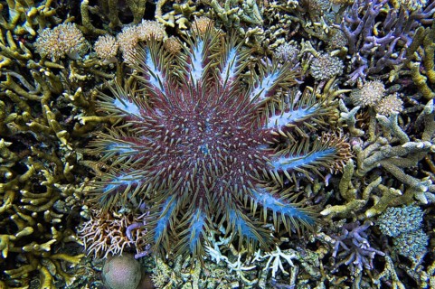 Crown-of-thorns starfish