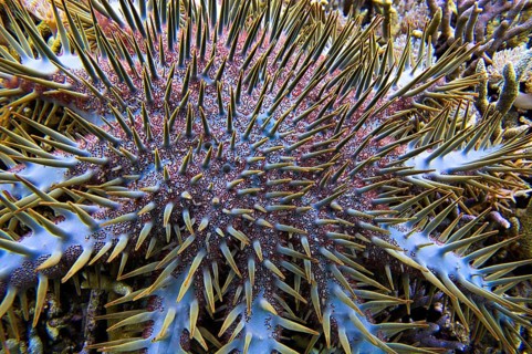 Crown-of-thorns starfish