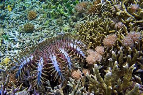 Crown-of-thorns starfish