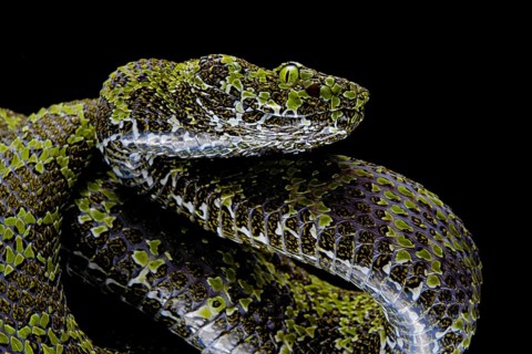 Mangshan Pit Viper