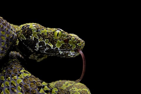 Mangshan Pit Viper