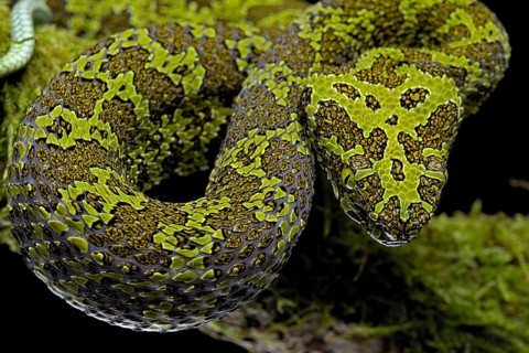 Mangshan Pit Viper