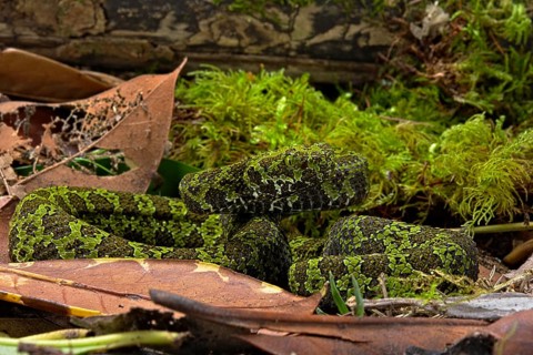 Mangshan Pit Viper