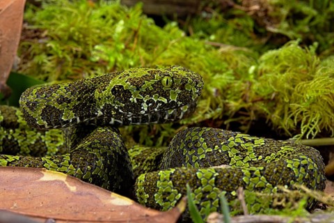 Mangshan Pit Viper