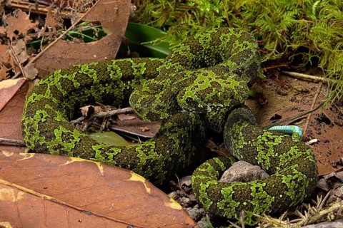 Mangshan Pit Viper