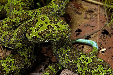 Mangshan Pit Viper