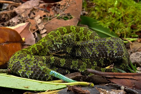 Mangshan Pit Viper