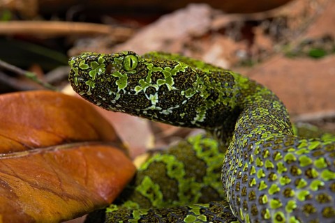 Mangshan Pit Viper