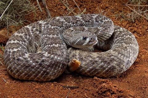Western Diamondback Rattel Snake