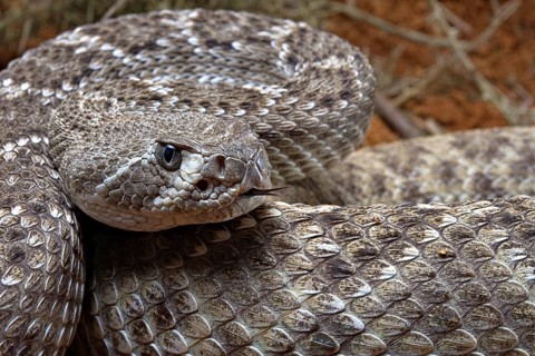 Western Diamondback Rattel Snake