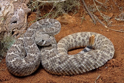Western Diamondback Rattel Snake
