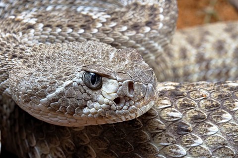 Western Diamondback Rattel Snake
