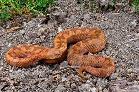 Horned Viper