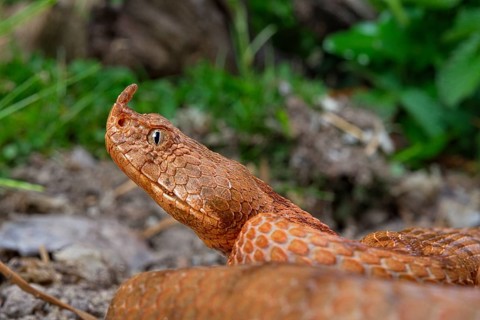 Horned Viper
