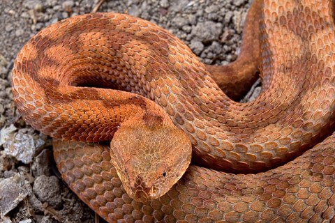 Horned Viper