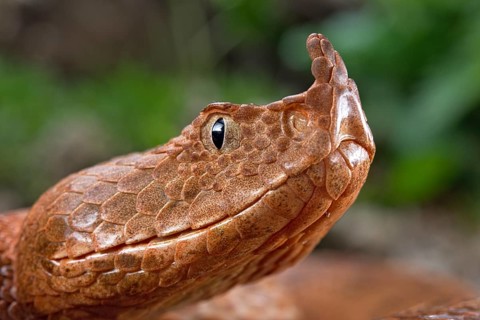 Horned Viper