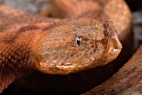 Horned Viper