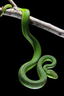 White-lipped pit viper