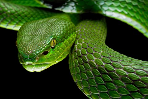 White-lipped pit viper