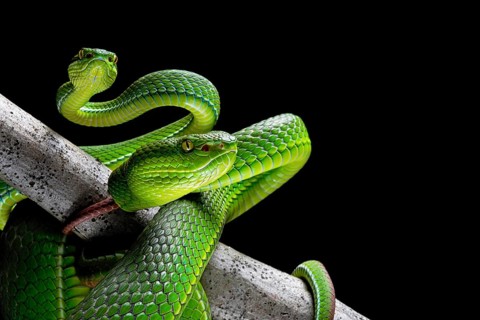 Pair of White-lipped pit viper