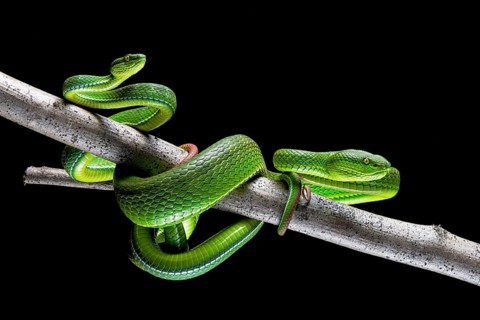 Pair of White-lipped pit viper